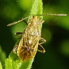 Stictopleurus punctatonervosus
