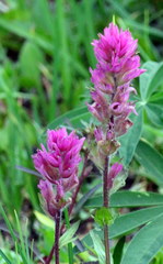 Castilleja parviflora olympica
