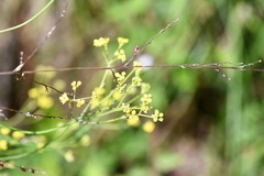 Donnellsmithia juncea