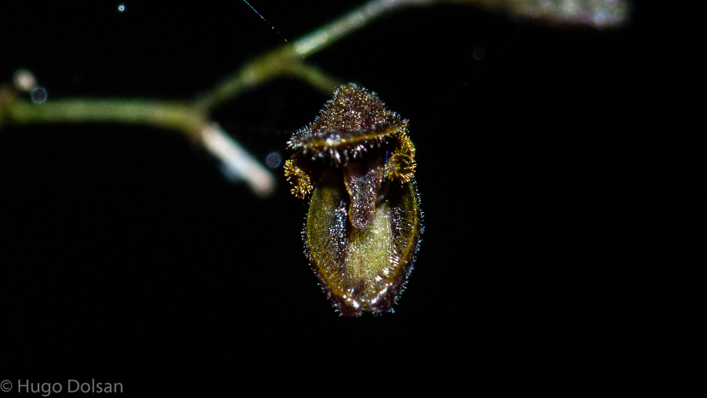 Pabstiella sordida