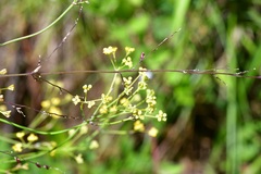 Donnellsmithia juncea