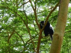Colobus guereza matschiei