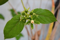 Gonolobus stenosepalus