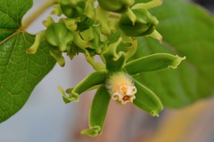 Gonolobus stenosepalus