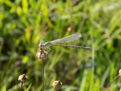 Argia nahuana