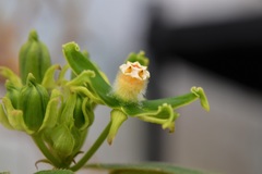 Gonolobus stenosepalus