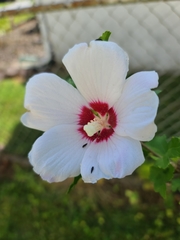 Hibiscus syriacus