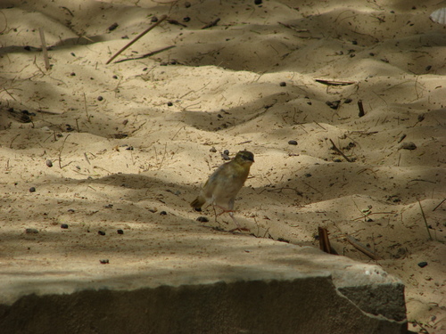 Ploceidae