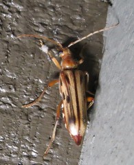 Ortholeptura valida
