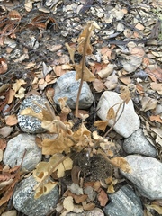 Malacothamnus clementinus