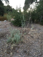 Malacothamnus arcuatus