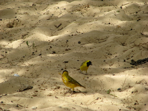 Little Weaver (Ploceus luteolus), photo 7