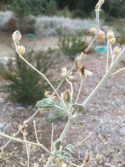 Malacothamnus arcuatus