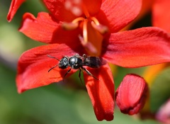 Augochlora nigrocyanea