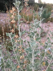 Malacothamnus arcuatus