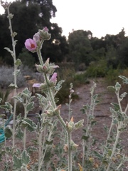 Malacothamnus arcuatus