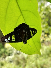 Phocides belus