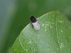 Minettia longipennis