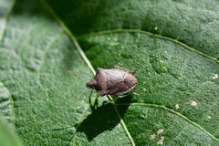 Euschistus biformis
