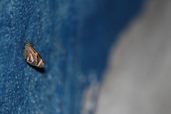 Eutrepsia haemataria