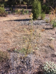 Malacothamnus lucianus