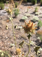 Malacothamnus lucianus