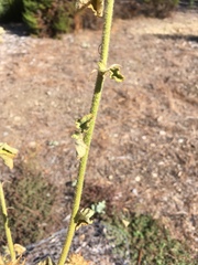 Malacothamnus lucianus