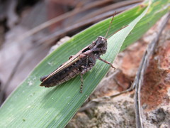 Dichroplus notatus
