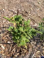 Malacothamnus involucratus