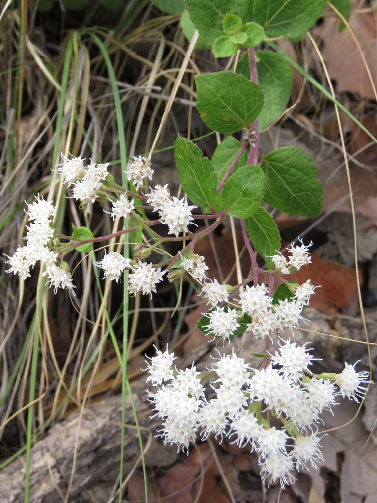 Ageratina leptodictyon