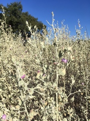Malacothamnus abbottii