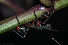 Dolichoderus attelaboides