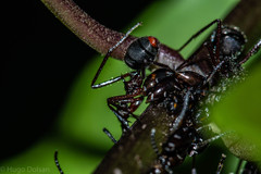 Dolichoderus attelaboides