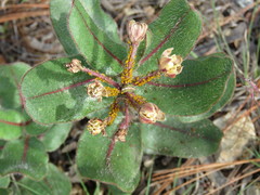 Asclepias jaliscana
