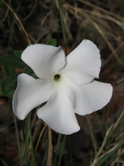 Mandevilla hypoleuca
