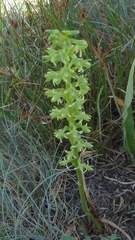Piperia