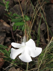 Mandevilla hypoleuca