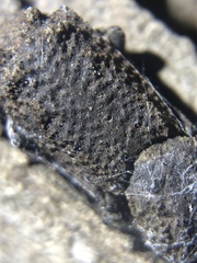 Zopherinae