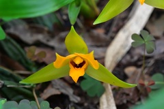 Lycaste cruenta