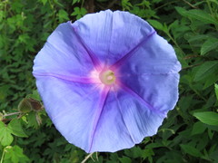 Ipomoea laeta