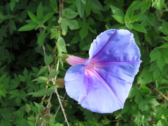 Ipomoea laeta