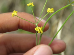 Donnellsmithia juncea