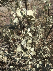 Malacothamnus jonesii