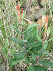 Mandevilla hypoleuca