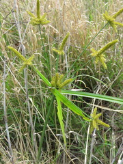 Cyperus mutisii