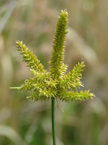 Mutis' flatsedge (Cyperus mutisii)