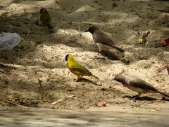 Ploceus melanocephalus