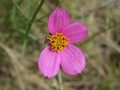 Cosmos crithmifolius