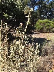 Malacothamnus jonesii