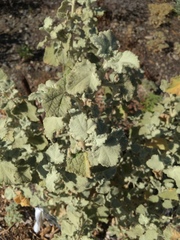 Malacothamnus fremontii cercophorus